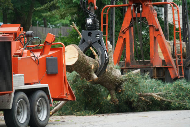 Best Tree Removal  in Wilmington, DE