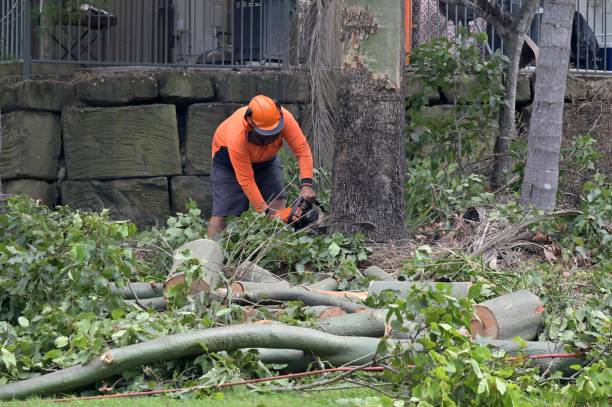 Trusted Wilmington, DE  Tree Services Experts